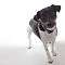 cats-dogs-1.jpg