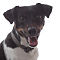 cats-dogs-2.jpg
