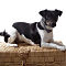cats-dogs-3.jpg