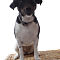 cats-dogs-5.jpg